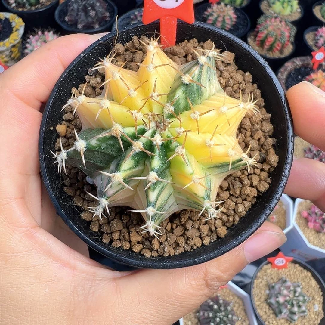 81-肋骨锦带盆土发货5.2厘米