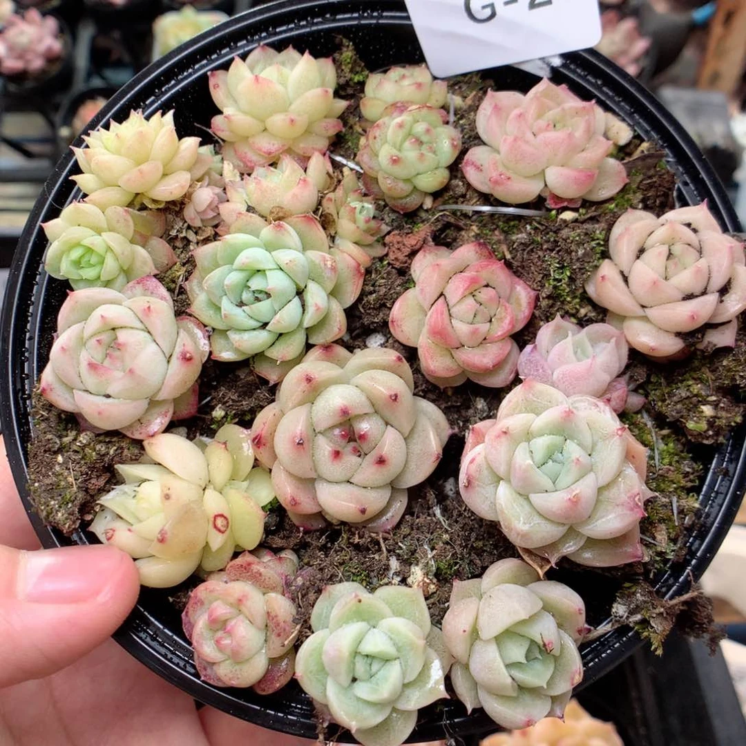 G24 ，柿子多肉20包邮两天凑单