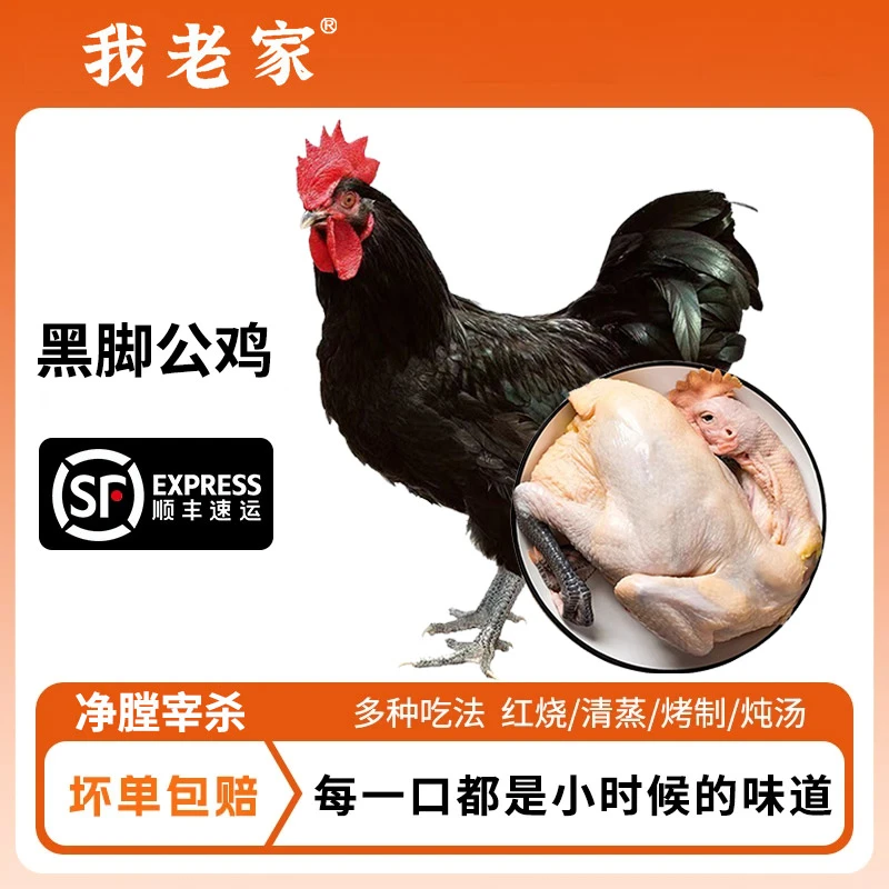 【劳模涛哥专属】我老家黑脚公鸡3斤/只*2只装