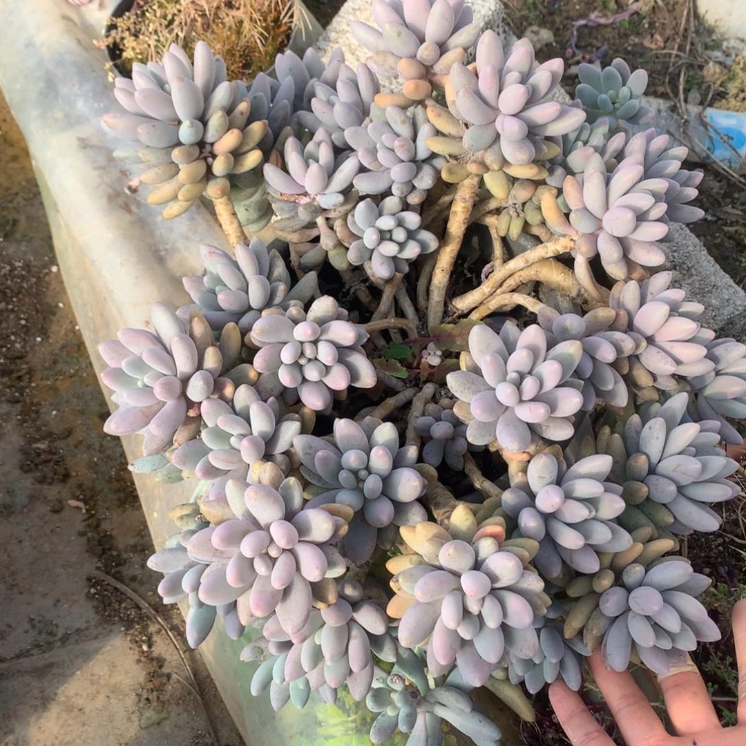 粉色撩人一物一拍