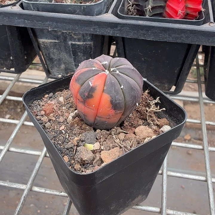 实生兜锦单头3仙人球