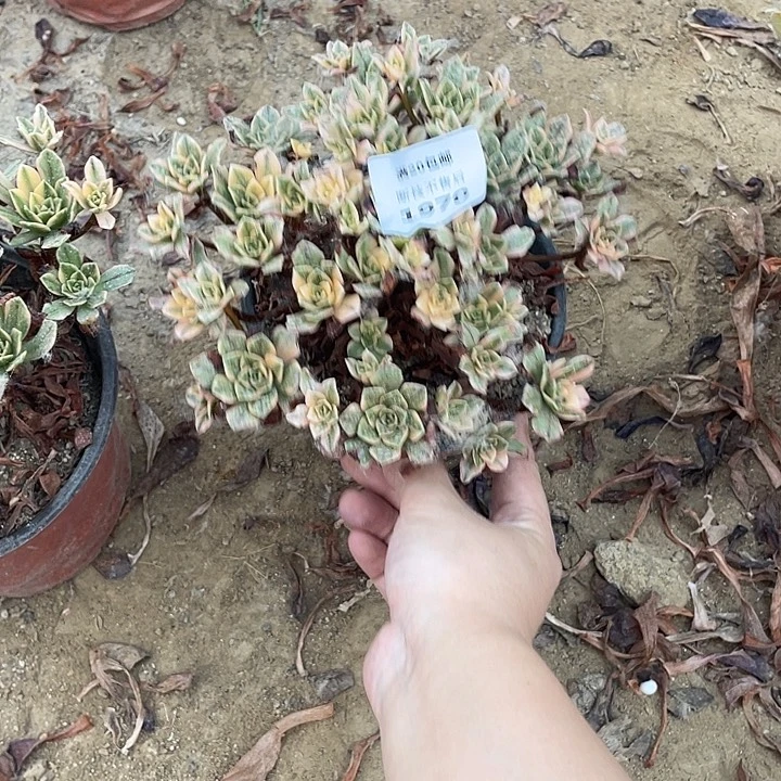 1970甜茶法师多肉断枝不包