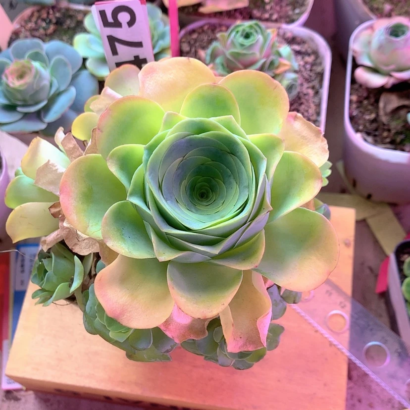 【闪购商品】?****己福利475