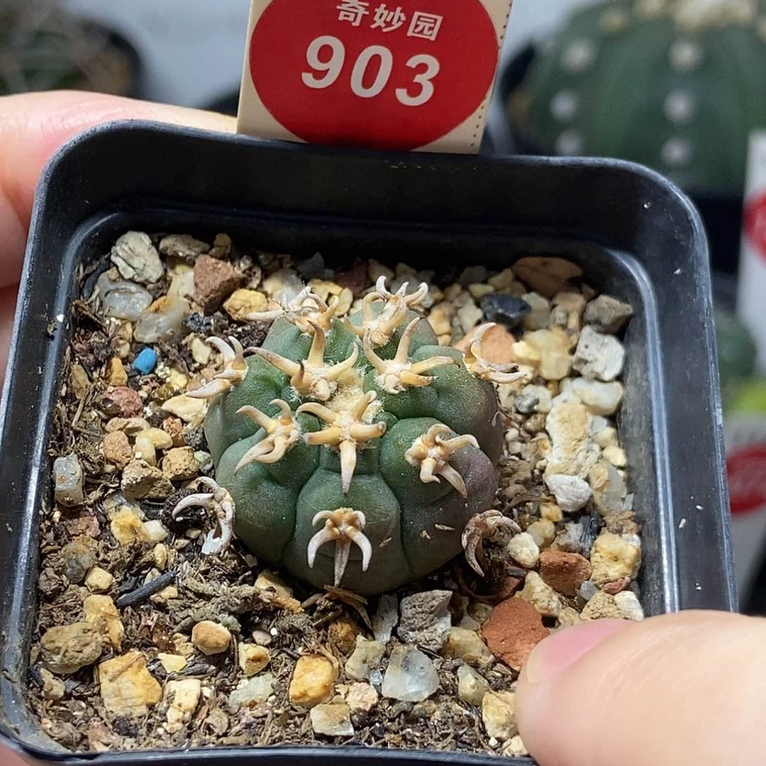 自根短豪猫爪一棵仙人球