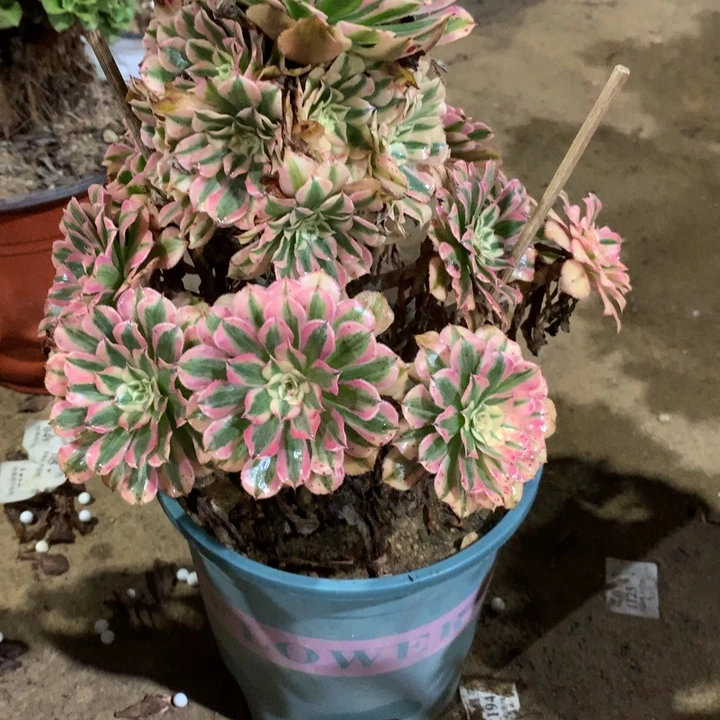 静***韵347粉铜多肉植物特价