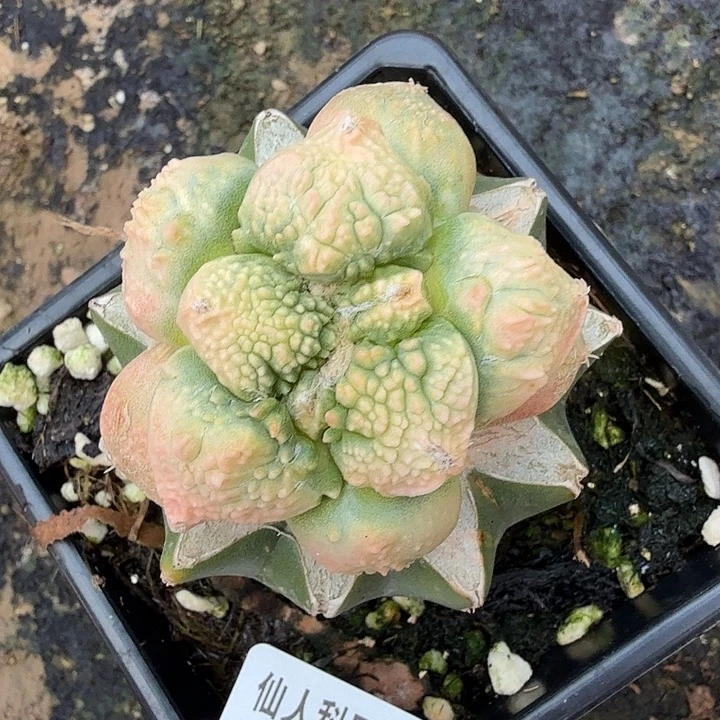 无花朵126菜花牡丹锦东八