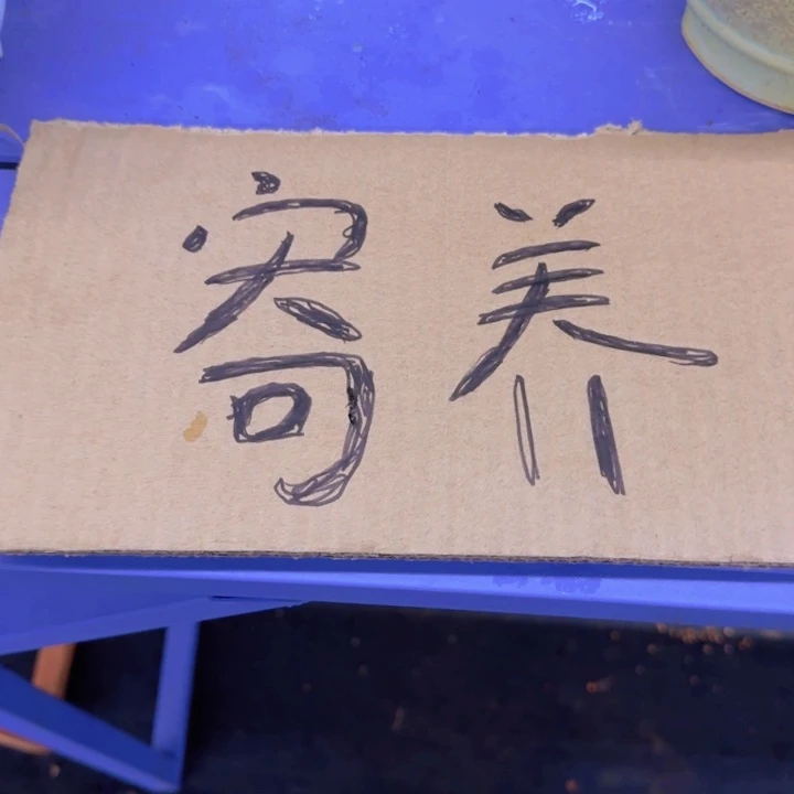 寄养专拍66666666