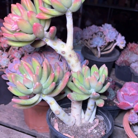 玉*多肉植物的植物