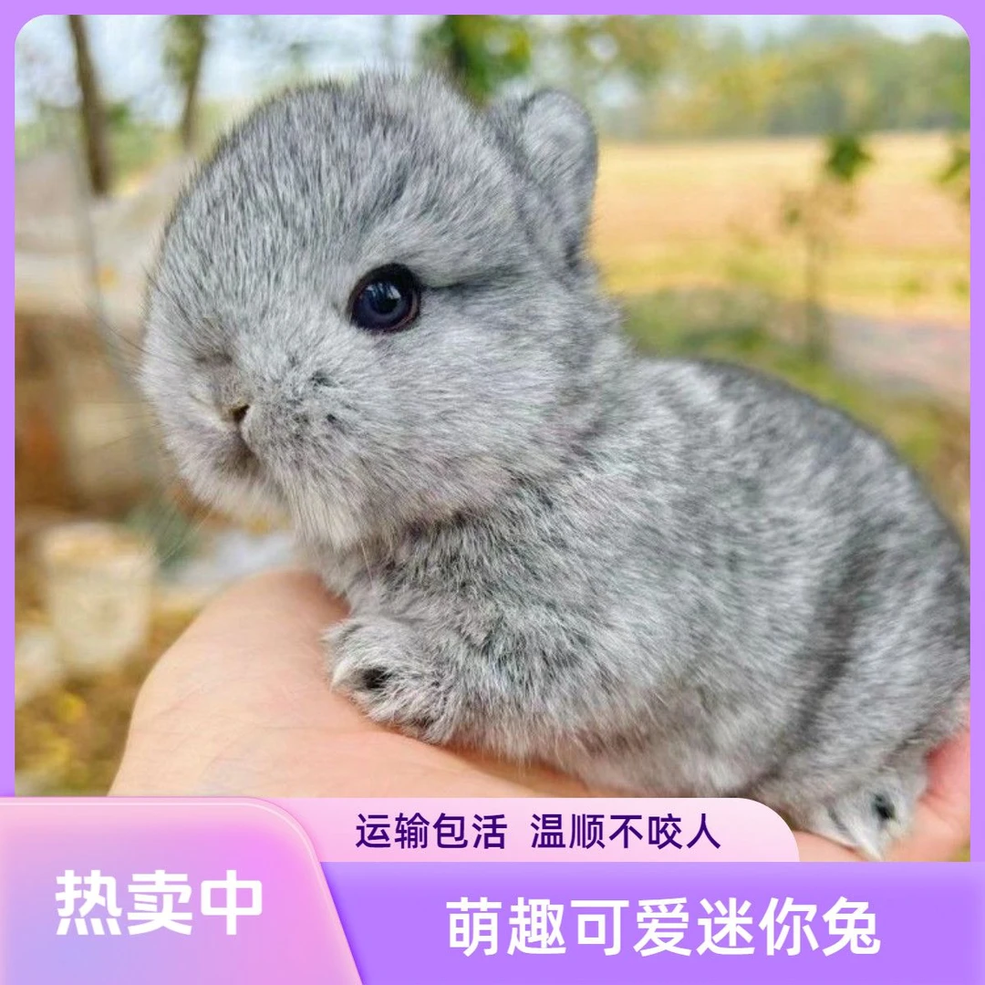 猫猫兔活体盖脸宠物兔道奇迷你侏儒小型迷你垂耳兔包邮安哥拉