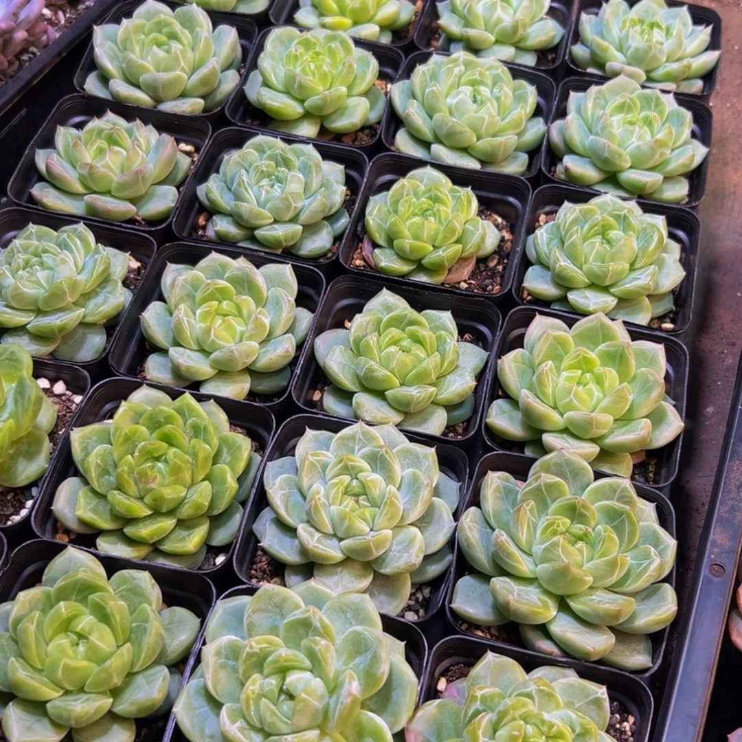 s***k681多肉植物和植物