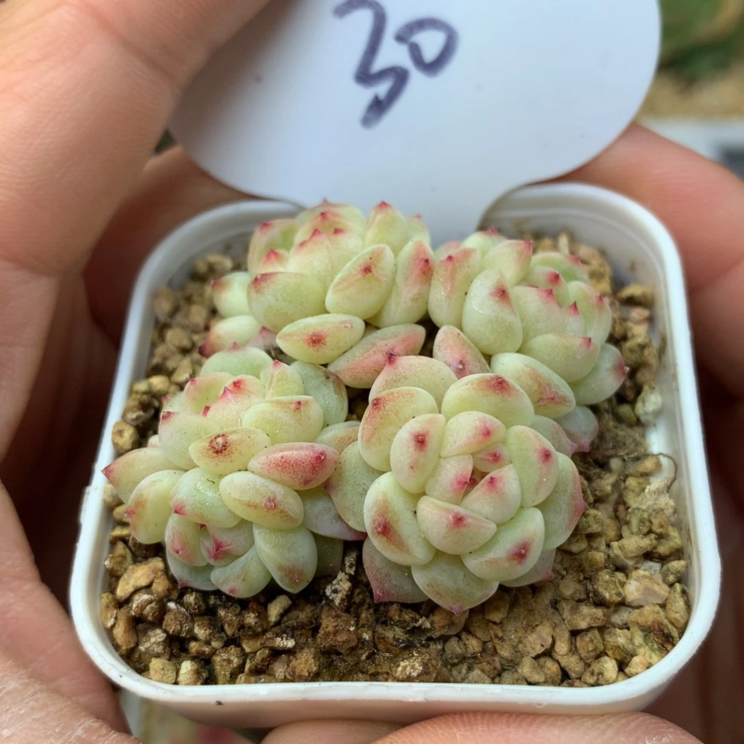 甜心c自然群30多肉