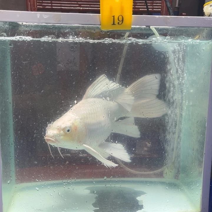 锦鲤淡水养殖基地