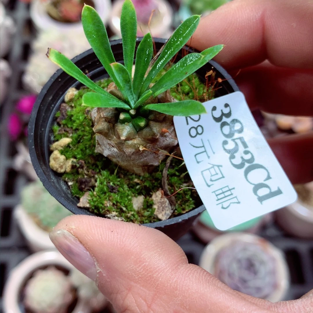 5厘米盆精控多肉3853