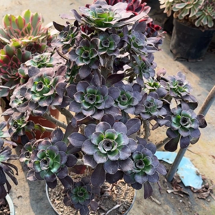 黑圆叶多肉植物11号