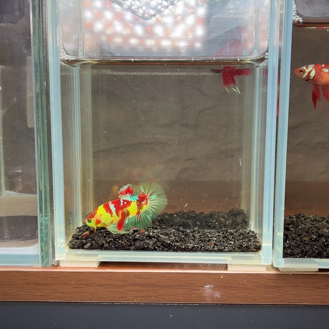 斗鱼彩糖荧光将军