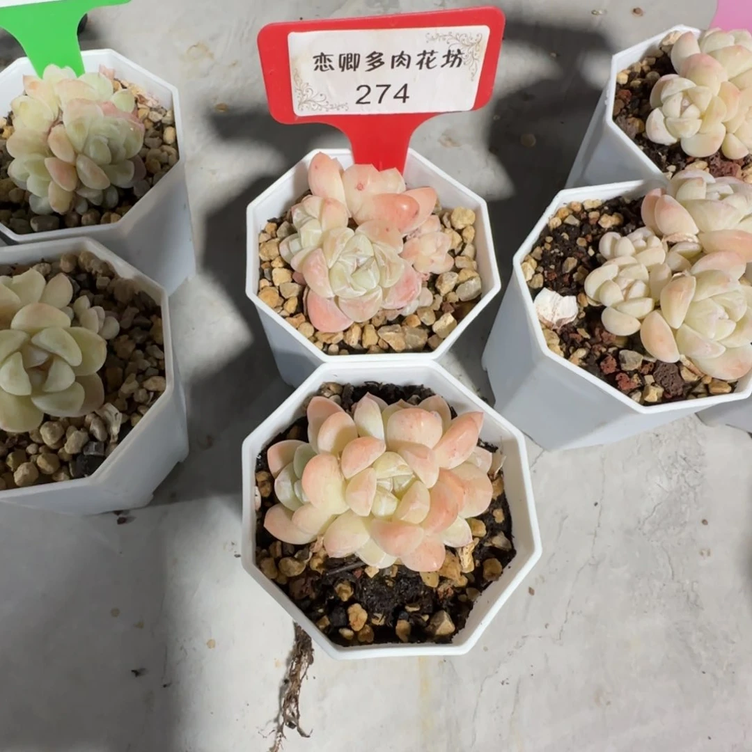 萍274冰玉组合2颗带盆土发