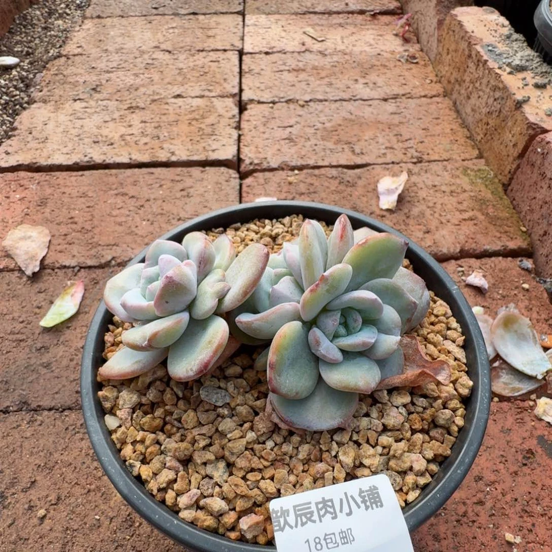 到*多肉植物  337  奶茶3头