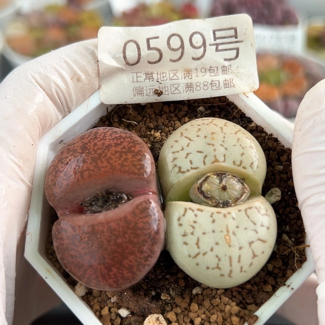 好养易活生石花大母本0599