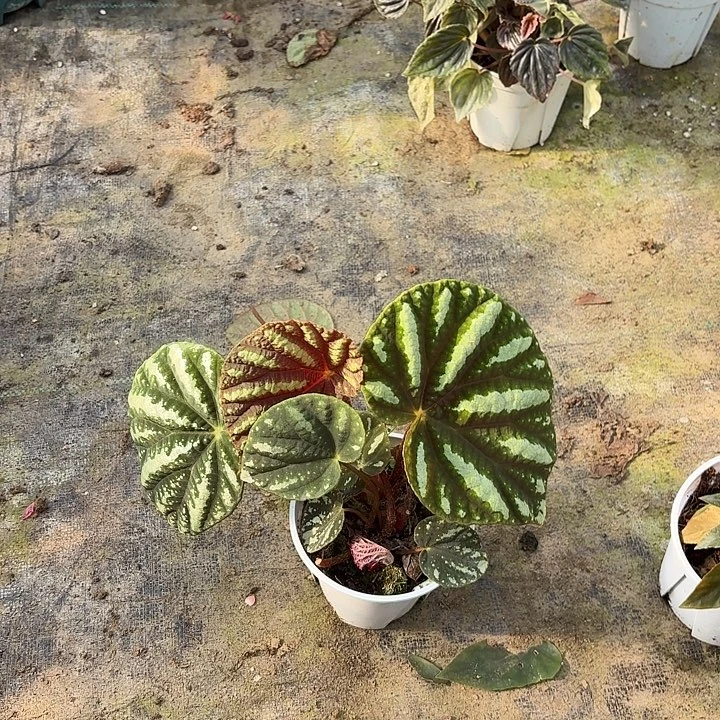 完全开放北越秋海棠