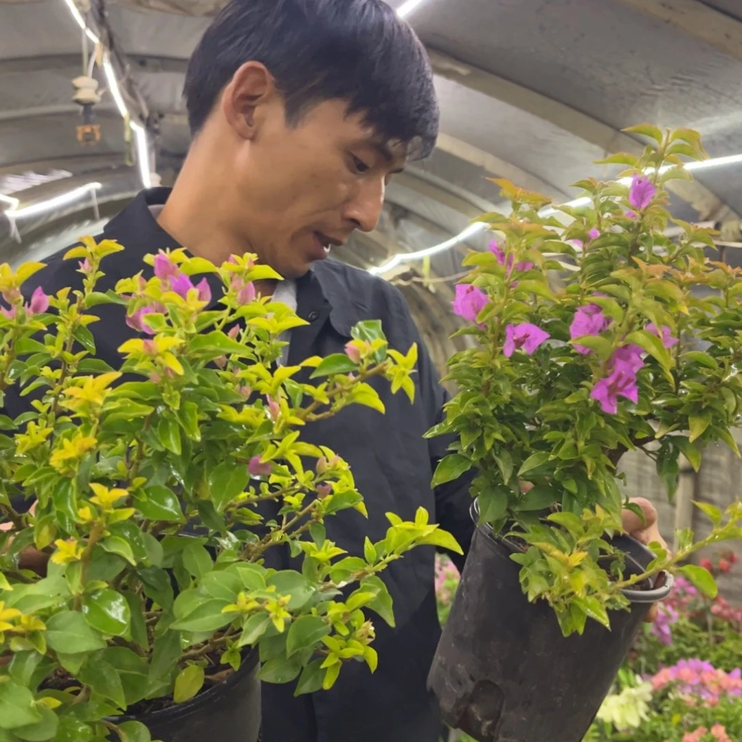 完全开放（甜梦）三角梅会落花落叶会光杆苗有大有小