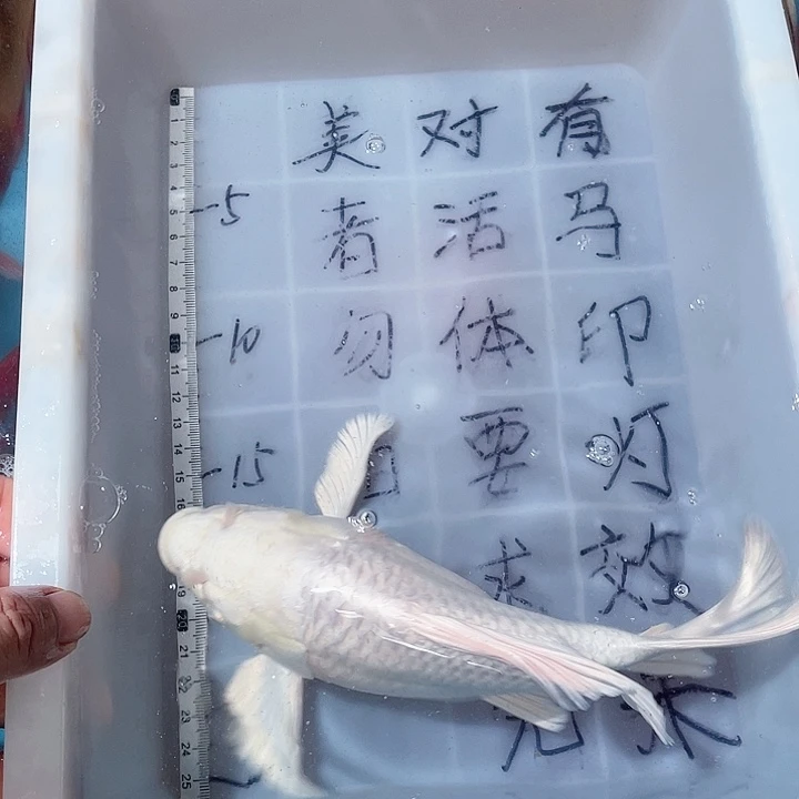 蝴蝶鲤鱼渔场直发104