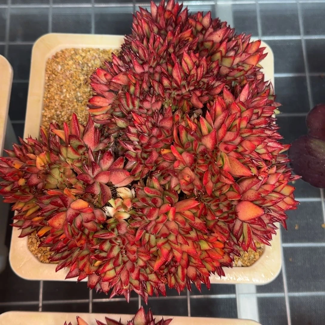 从前慢花园精选多肉黄金玛丽亚缀