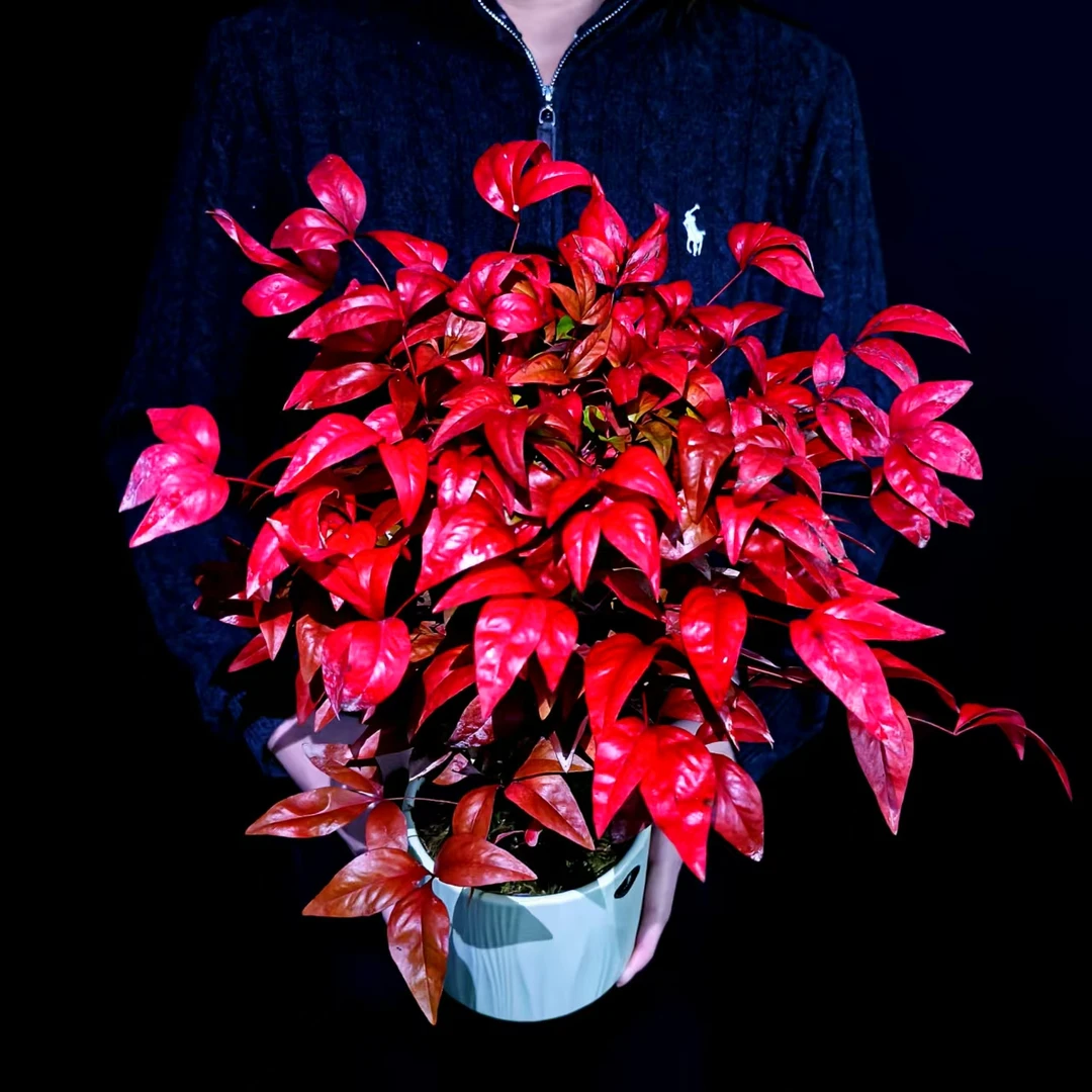 【多多花卉】火焰南天竹盆栽植物室内绿植花卉观叶带根好养盆景