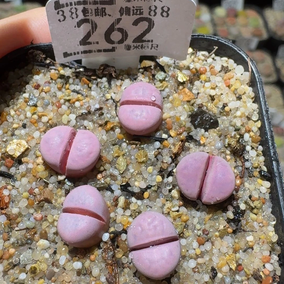 Ssss精品生石花262红菊水