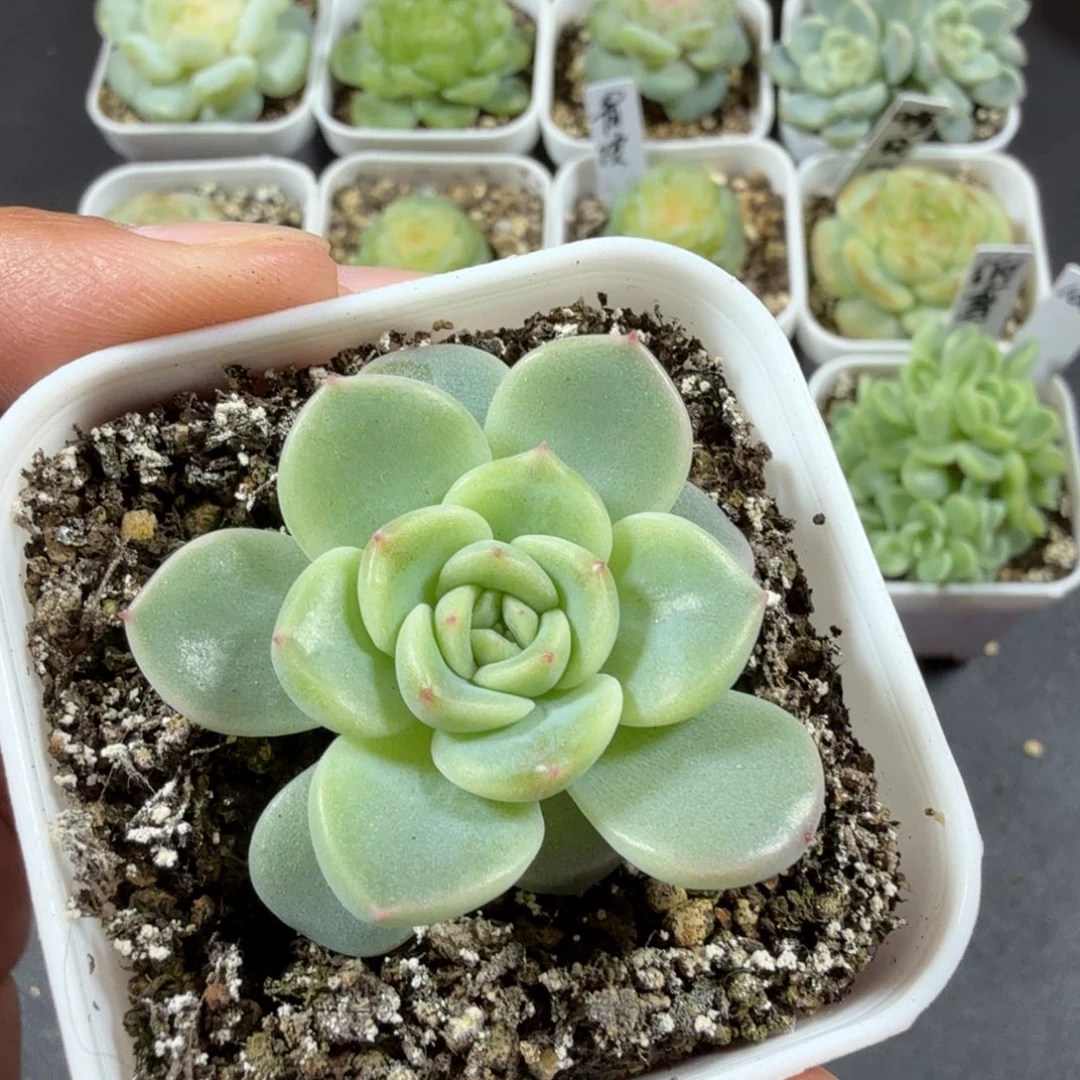 甜心121单头一物一拍224