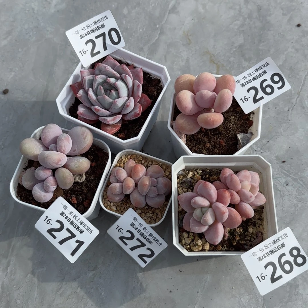 跟****啦粉蓝鸟蛋黄奶奶酪香水奶洛神奶