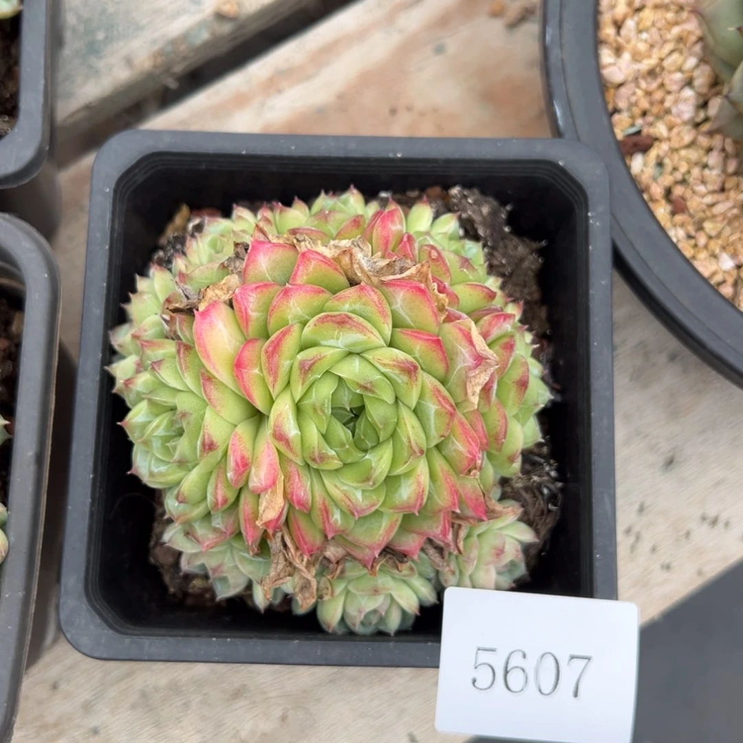 往****✺5607肉肉肉肉肉肉肉肉肉