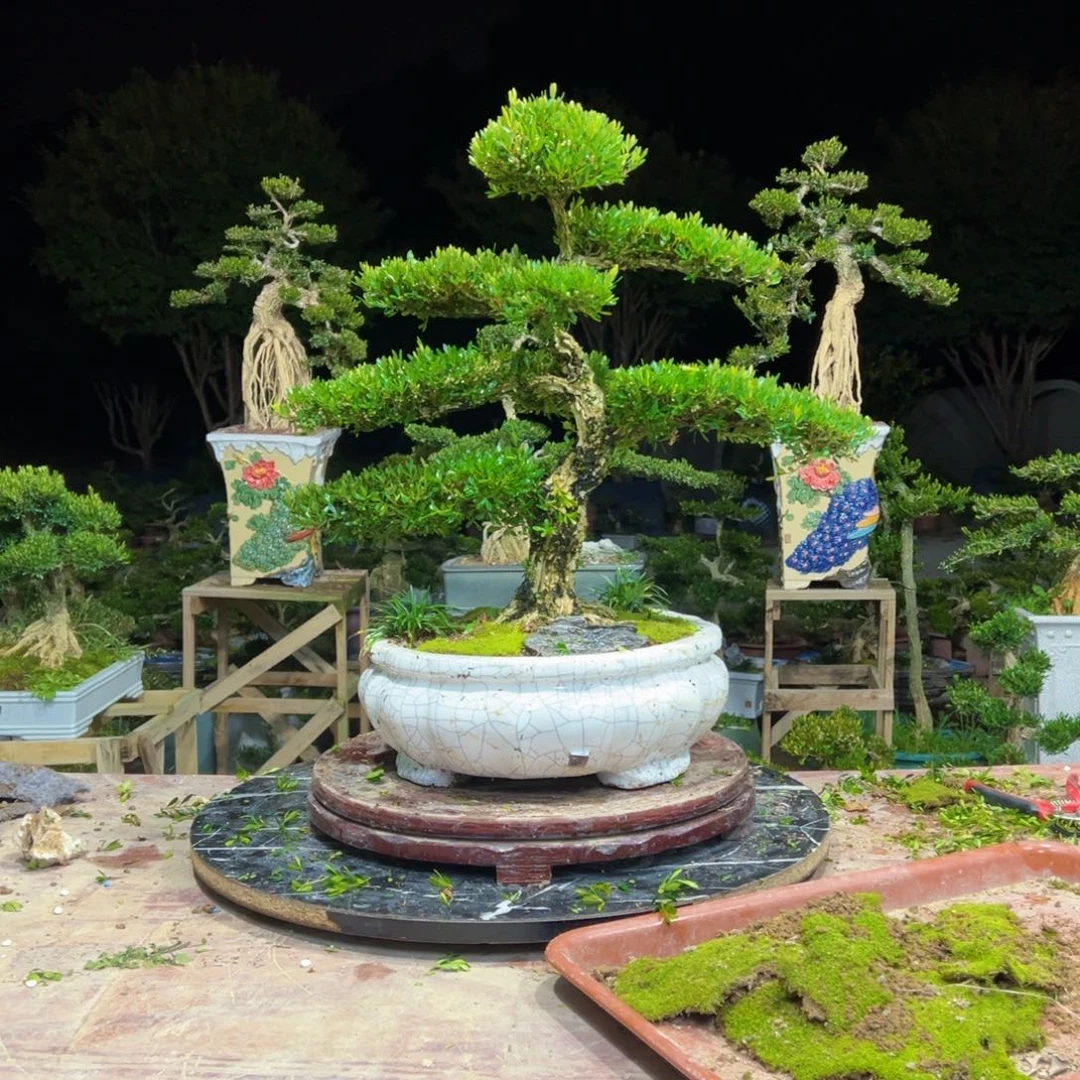 顺***号无花朵广东皱皮雀舌黄杨