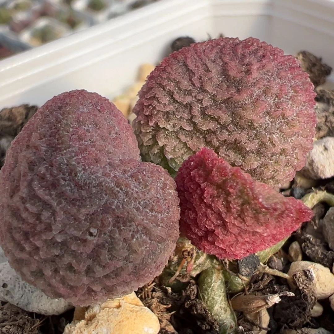实生新品单头纯木质桩多肉植物