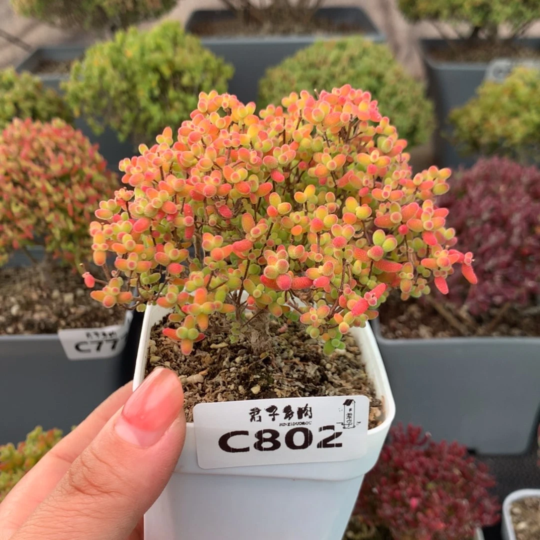 802蜜橘糖球