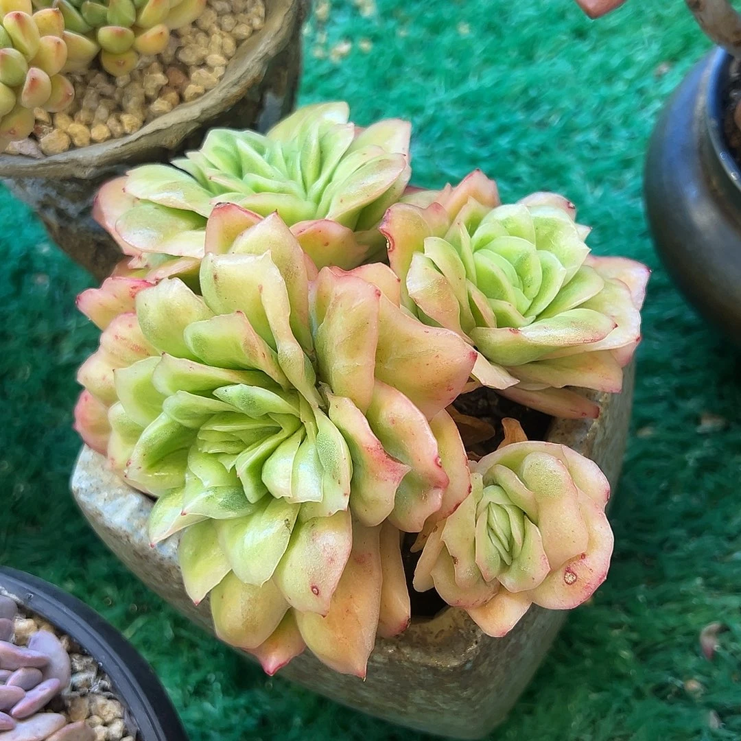 冰玫瑰锦，，，，，，，，，，，，，，，，