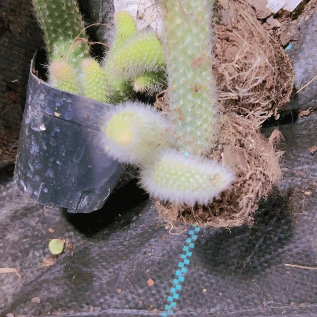 【闪购商品】3颗九尾狐带仔群