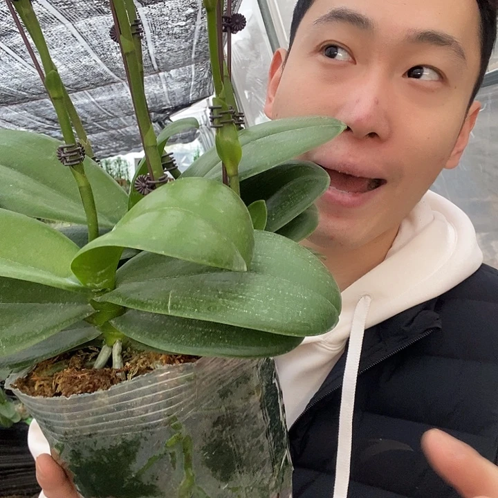 无花朵白天鹅5寸大苗