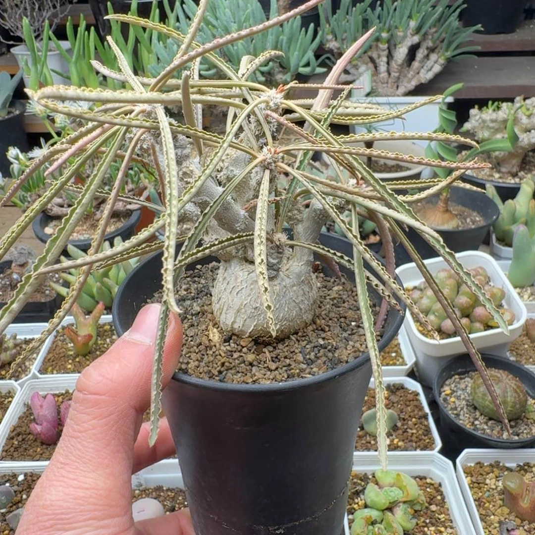 瓦莲大戟多肉。    