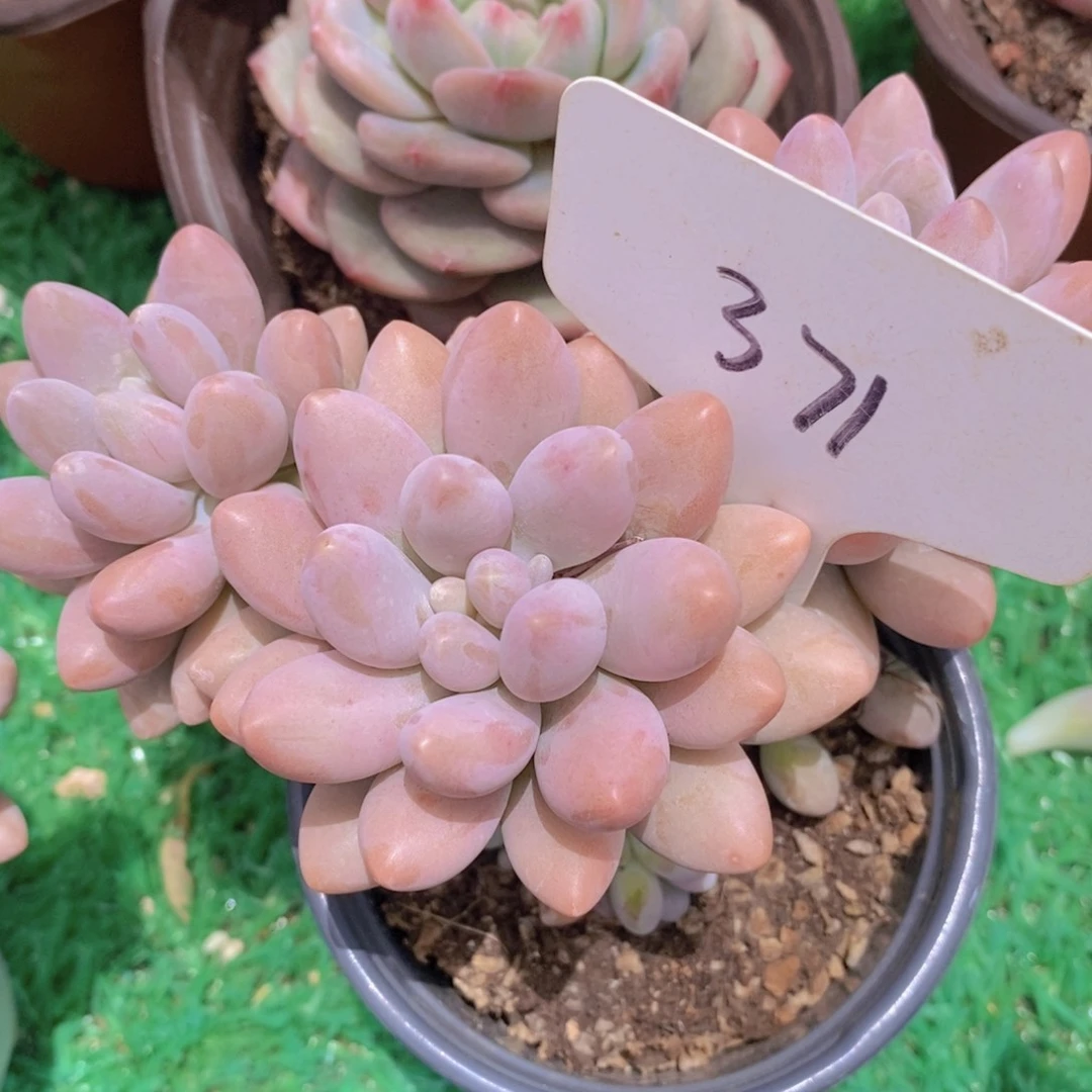 开心多肉，一物一拍，节日快乐
