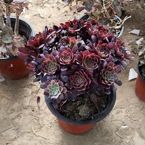 黑玫瑰玫瑰玫瑰玫瑰