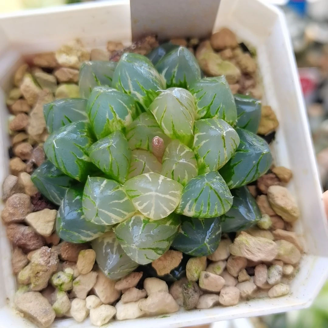 387号玉露锦一物一拍带盆土发货
