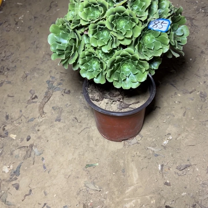 多肉植物绿杨荣法师85