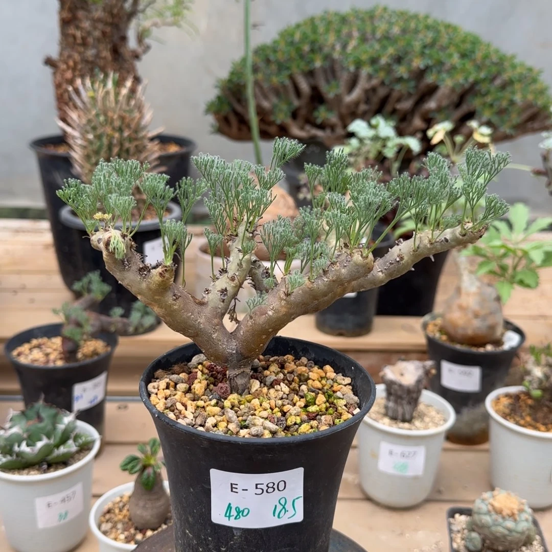 580黑皮月界块根植物