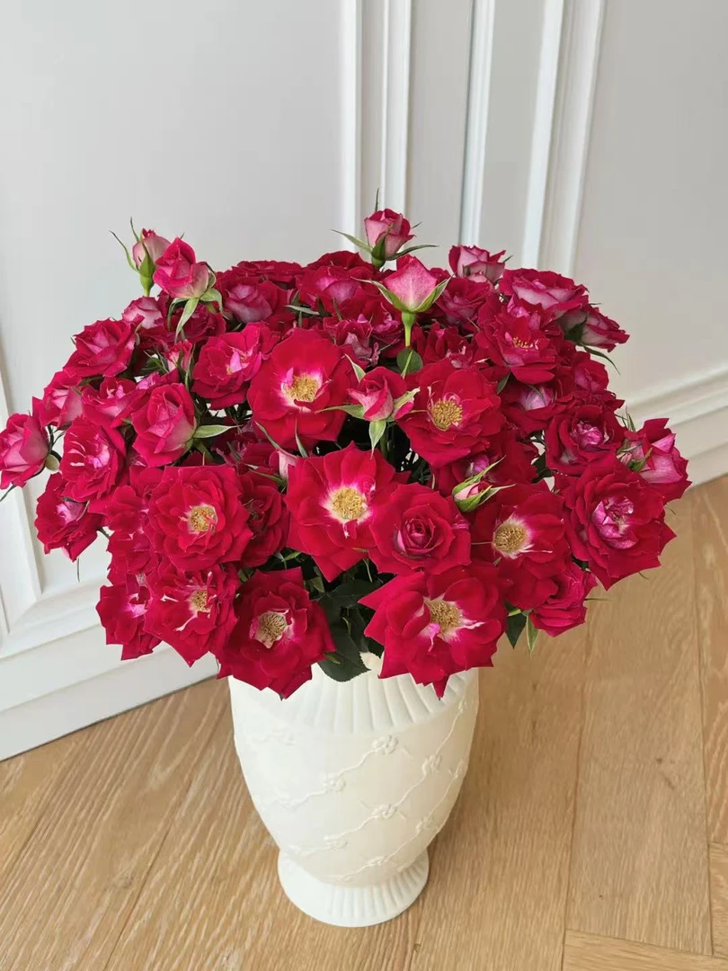 波赛尼娜多头玫瑰10枝  收到需醒花 0°以下要拍保温棉 揽收无法退