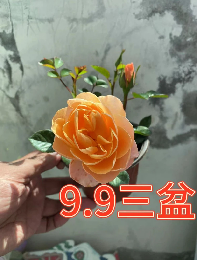 月季盆栽花苗大花四季开花卉带花苞阳台植物果汁阳台3盆