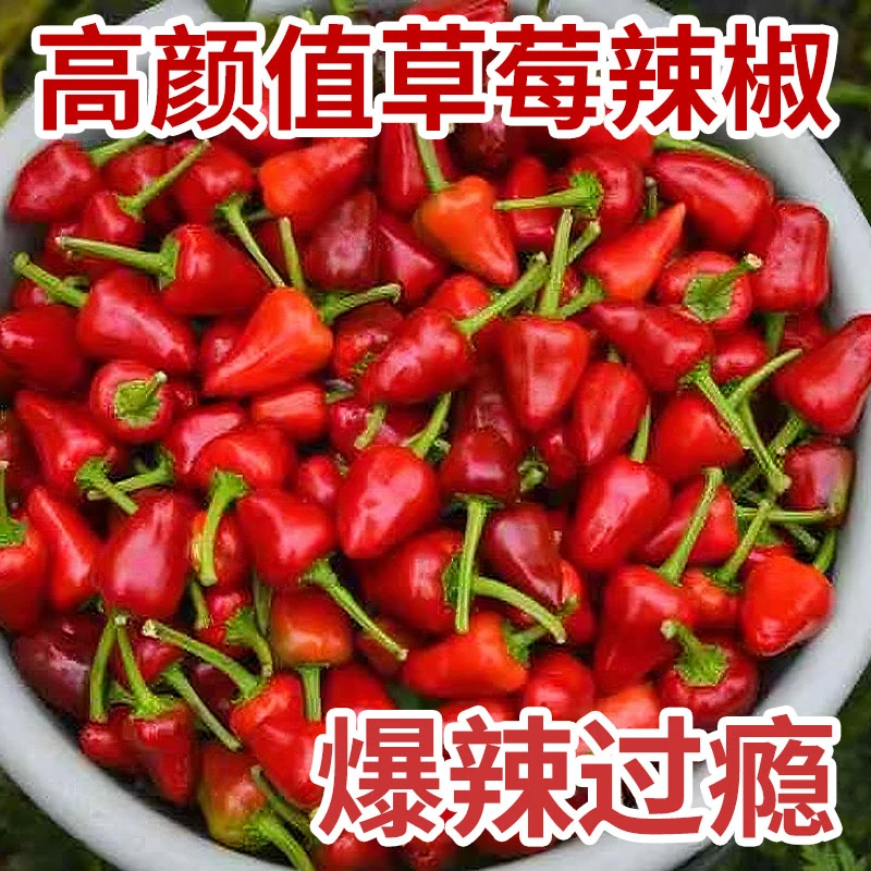 农家自种草莓椒灯笼辣椒做辣椒酱剁椒特辣爆辣圆辣椒
