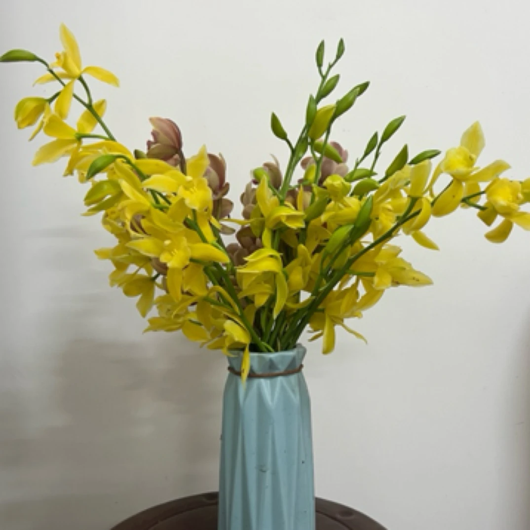 神童冠 科技兰 金边兰叶 易养活 优雅 带艺兰花 卷边 室内阳台