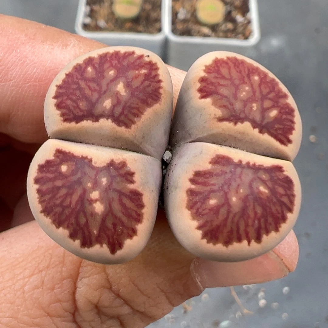 9.24好看的多肉脱土发货387