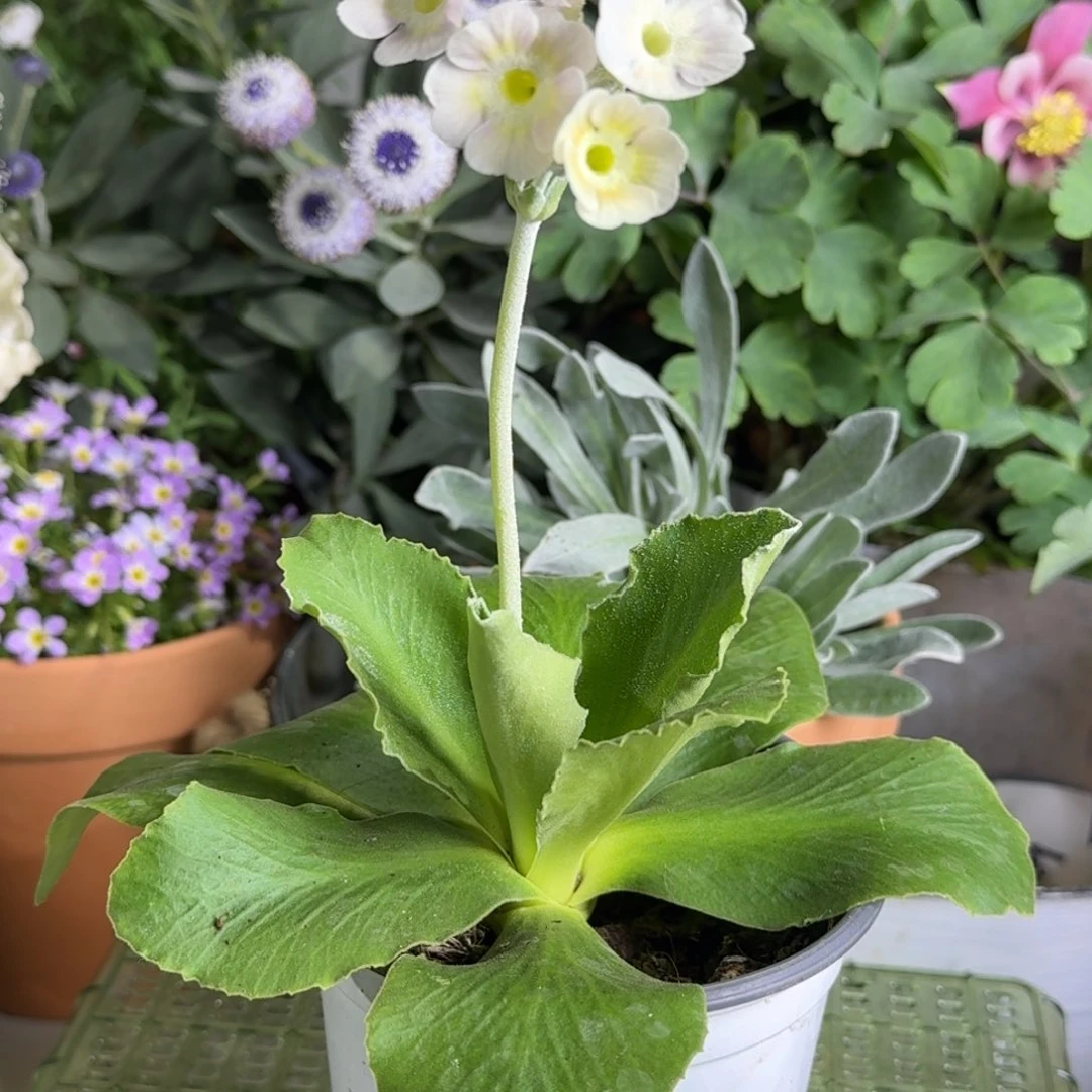 一物一拍  耳叶报春A714