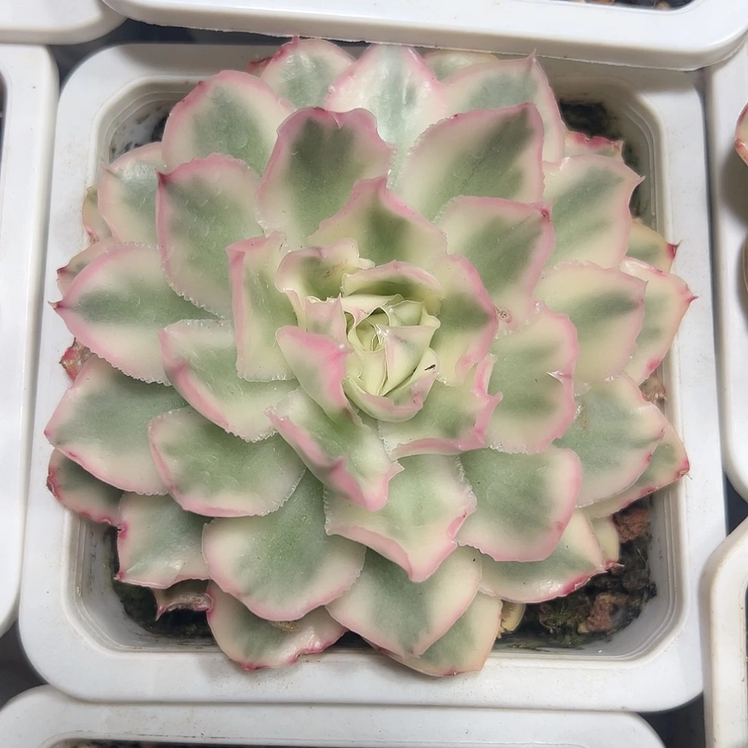 紫蝴蝶锦多肉植物